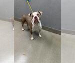 Small American Pit Bull Terrier Mix