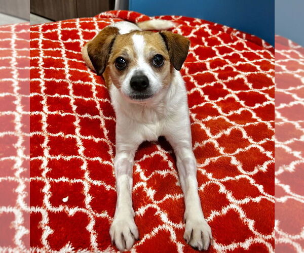 Medium Photo #2 Chihuahua Puppy For Sale in Salinas, CA, USA