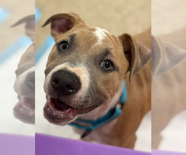 Medium Photo #15 Mutt Puppy For Sale in Wenonah, NJ, USA