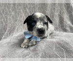 Small Photo #11 Australian Cattle Dog Puppy For Sale in LAKELAND, FL, USA