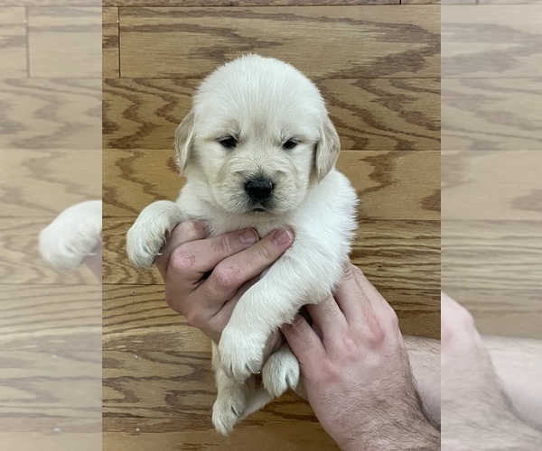 Medium Photo #1 Golden Retriever Puppy For Sale in BISHOP, GA, USA