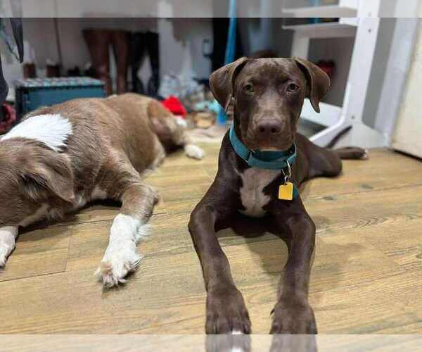 Medium Photo #3 Labrador Retriever-Unknown Mix Puppy For Sale in FRAMINGHAM, MA, USA