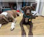 Small #2 Labrador Retriever Mix