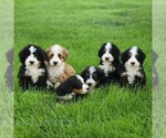 Small #2 Bernedoodle (Miniature)