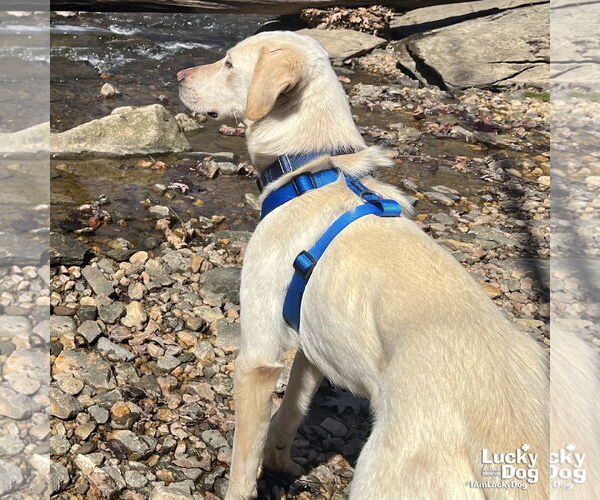 Medium Photo #2 Labrador Retriever-Retriever  Mix Puppy For Sale in Washington, DC, USA
