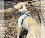 Small #1 Labrador Retriever-Retriever  Mix