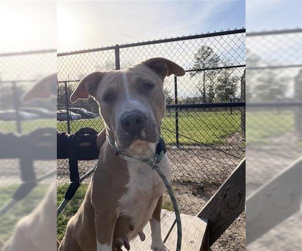 Medium Photo #2 Mutt Puppy For Sale in Houston, TX, USA