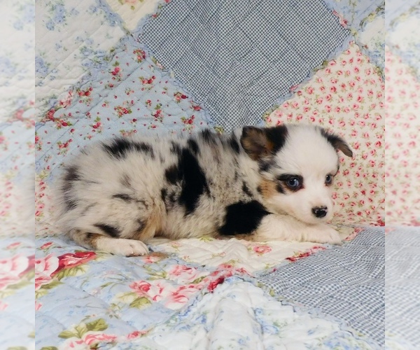 Medium Photo #15 Miniature Australian Shepherd Puppy For Sale in HARRISON, OH, USA