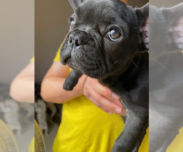 Medium Photo #22 French Bulldog Puppy For Sale in CHULA VISTA, CA, USA