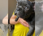 Small Photo #22 French Bulldog Puppy For Sale in CHULA VISTA, CA, USA