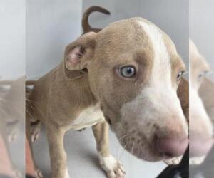 American Pit Bull Terrier-Unknown Mix Dogs for adoption in Houston, TX, USA