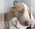 Small American Pit Bull Terrier Mix