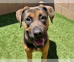Small #2 Rhodesian Ridgeback
