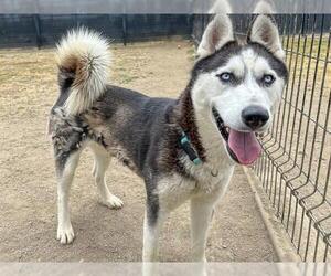 Siberian Husky Dogs for adoption in Orange, CA, USA