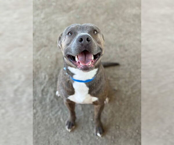 Medium Photo #2 American Pit Bull Terrier Puppy For Sale in Riverside, CA, USA
