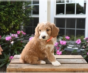 Aussiedoodle Miniature  Puppy for sale in APPLE CREEK, OH, USA