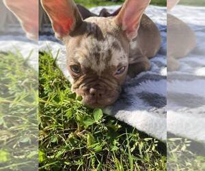 French Bulldog Puppy for sale in SACRAMENTO, CA, USA