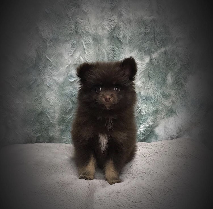 Medium Photo #1 Pomeranian Puppy For Sale in WOODRIDGE, IL, USA