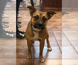 Black Mouth Cur-Unknown Mix Dogs for adoption in Amarillo, TX, USA