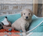 Small Photo #2 English Cream Golden Retriever-Poodle (Standard) Mix Puppy For Sale in ADOLPHUS, KY, USA