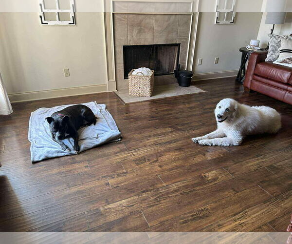Medium Photo #4 Great Pyrenees-Unknown Mix Puppy For Sale in Oakhurst, NJ, USA