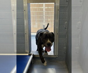 Mutt Dogs for adoption in Downey, CA, USA