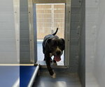 MENACE - Male Mutt Dog for Adoption - Small photo