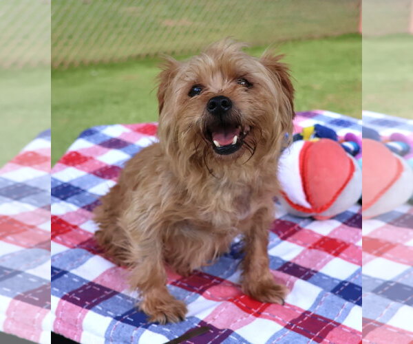 Medium Photo #1 Norfolk Terrier-Unknown Mix Puppy For Sale in Rockaway, NJ, USA