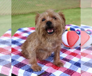 Norfolk Terrier-Unknown Mix Dogs for adoption in Rockaway, NJ, USA