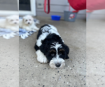 Small #5 Bernedoodle (Miniature)