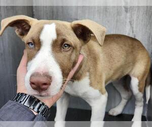 American Staffordshire Terrier-Unknown Mix Dogs for adoption in San Antonio, TX, USA