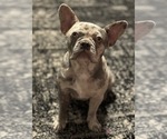 Small Photo #1 French Bulldog Puppy For Sale in PORTSMOUTH, OH, USA
