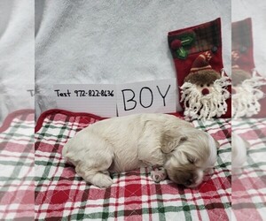 Cocker Spaniel Puppy for sale in TYLER, TX, USA