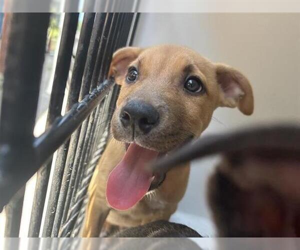 Medium Photo #1 American Pit Bull Terrier-Unknown Mix Puppy For Sale in Houston, TX, USA