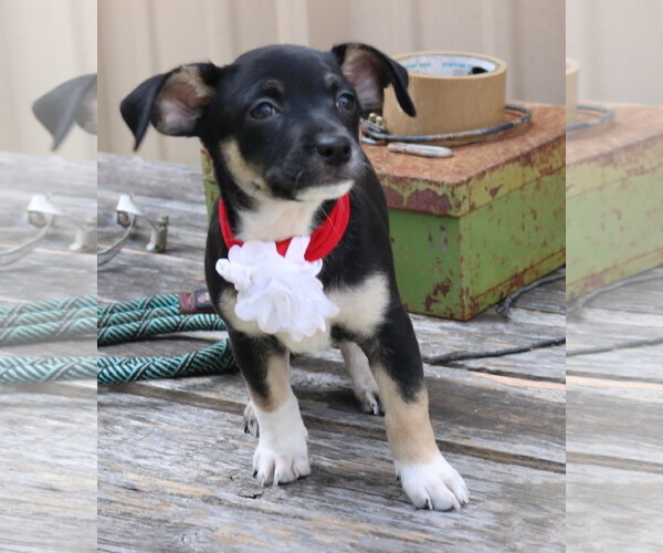 Medium Photo #3 Chiweenie Puppy For Sale in Bandera, TX, USA