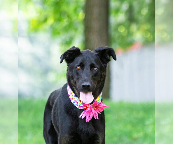 Medium Photo #4 German Shepherd Dog-Unknown Mix Puppy For Sale in Unionville, PA, USA