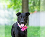 Small #3 German Shepherd Dog Mix