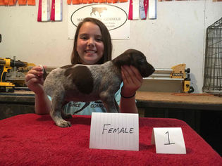 German Shorthaired Pointer Puppy for sale in METZ, WV, USA