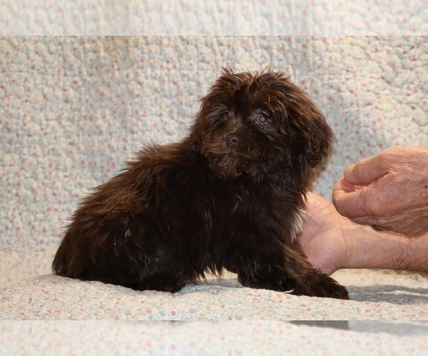Medium Photo #5 Shih Tzu Puppy For Sale in DYERSBURG, TN, USA