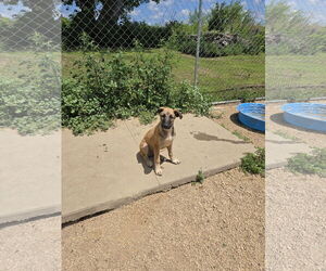 Mutt Dogs for adoption in Maquoketa, IA, USA