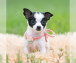 Small #4 Chihuahua