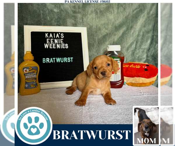 Medium Photo #3 Doxle Puppy For Sale in Kimberton, PA, USA