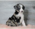 Small Photo #3 Aussiedoodle Puppy For Sale in FREDERICKSBG, OH, USA