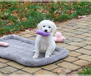 English Cream Golden Retriever Puppy for sale in SYRACUSE, IN, USA