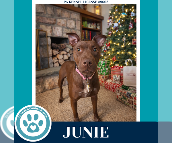 Medium Photo #1 Mutt Puppy For Sale in Kimberton, PA, USA