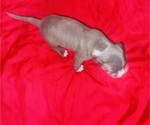Small Photo #13 American Pit Bull Terrier Puppy For Sale in TRENTON, NJ, USA