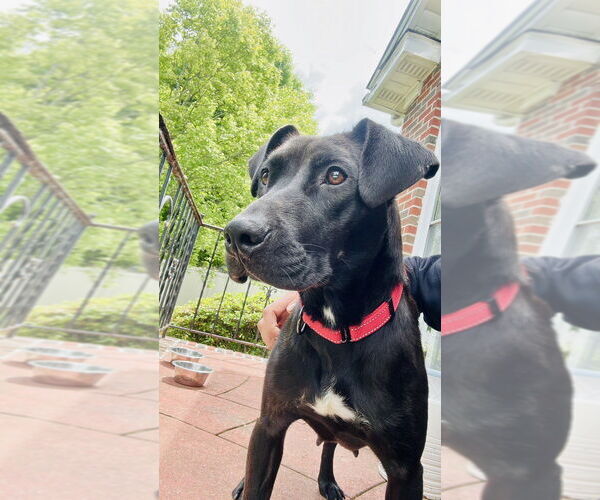 Medium Photo #6 Labrador Retriever-Unknown Mix Puppy For Sale in Brewster, NY, USA