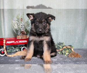 Medium German Shepherd Dog