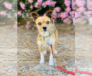 Kirby and Wayne - Male Mutt Dog for Adoption - Photo #2