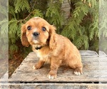 Small #1 Cavalier King Charles Spaniel